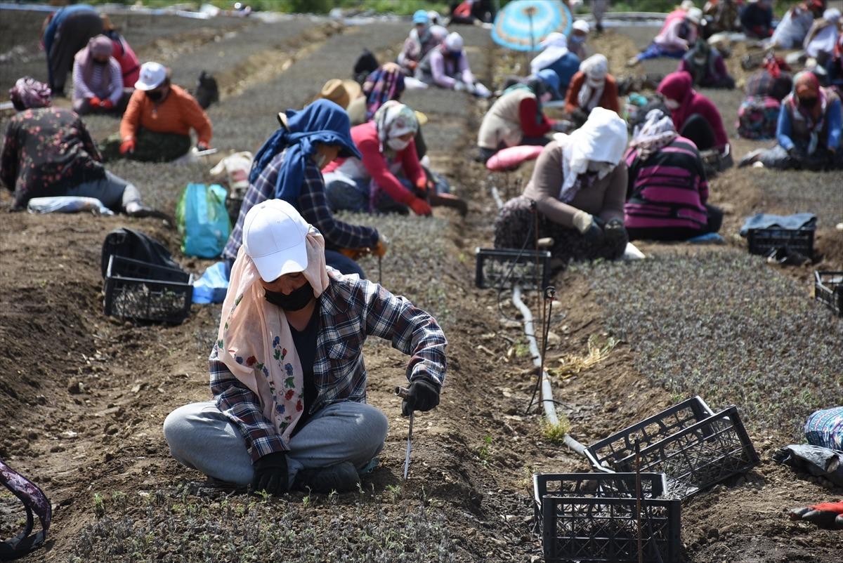 Bartın'da lavanta fidesi &uuml;retmek isteyen girişimci kiraladığı kamu arazisine 20 milyon &ccedil;elik ekti