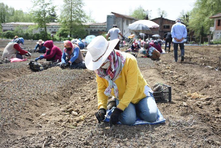 Bartın'da lavanta fidesi üretmek isteyen girişimci kiraladığı kamu arazisine 20 milyon çelik ekti G2
