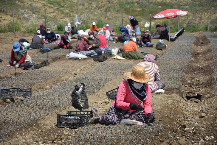Bartın'da lavanta fidesi üretmek isteyen girişimci kiraladığı kamu arazisine 20 milyon çelik ekti G3