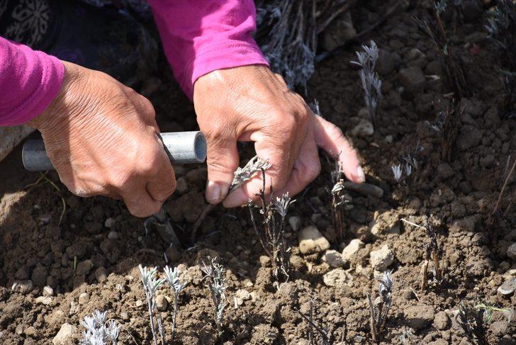Bartın'da lavanta fidesi üretmek isteyen girişimci kiraladığı kamu arazisine 20 milyon çelik ekti G4