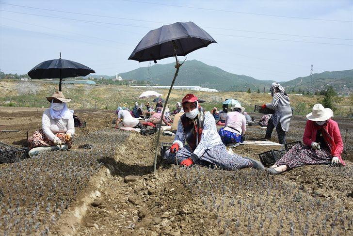 Bartın'da lavanta fidesi üretmek isteyen girişimci kiraladığı kamu arazisine 20 milyon çelik ekti G5