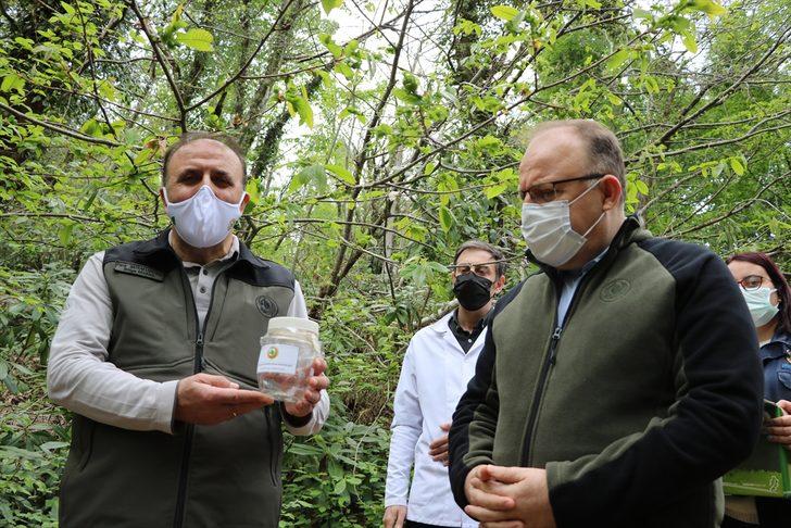 Zonguldak'ta gal arısına karşı mücadele edecek böcekler doğaya bırakıldı G2