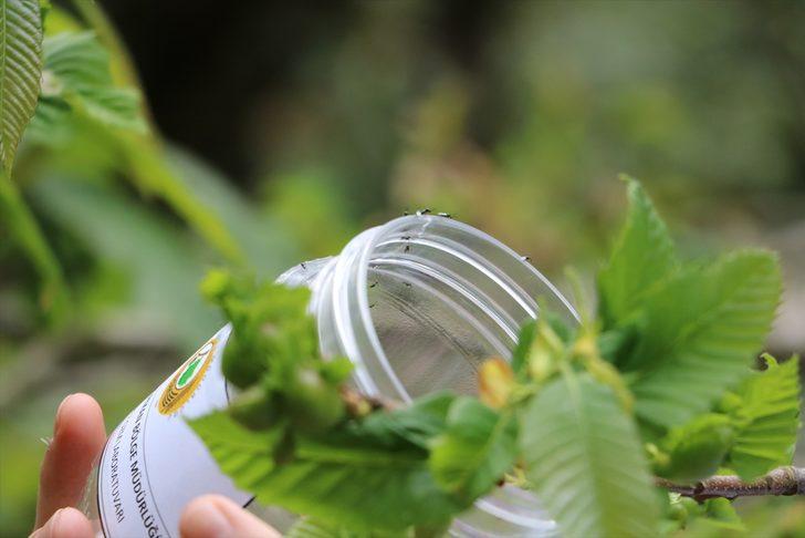 Zonguldak'ta gal arısına karşı mücadele edecek böcekler doğaya bırakıldı G3