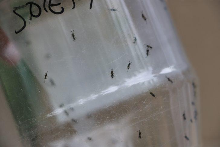 Zonguldak'ta gal arısına karşı mücadele edecek böcekler doğaya bırakıldı G4