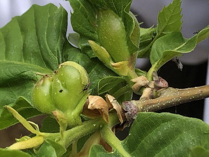 Zonguldak'ta gal arısına karşı mücadele edecek böcekler doğaya bırakıldı G5