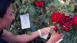 Hıdırellez ne zaman? Hıdırellez nedir? O gün ne yapılır?