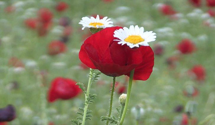 Kahramanmaraş'ta açan gelincikler güzel görüntüler oluşturdu G1