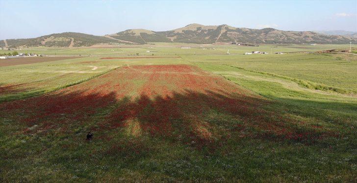 Kahramanmaraş'ta açan gelincikler güzel görüntüler oluşturdu G2