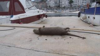 Deniz salyaları canlıların sonu oluyor! Bu kez su samuru kıyıya vurdu