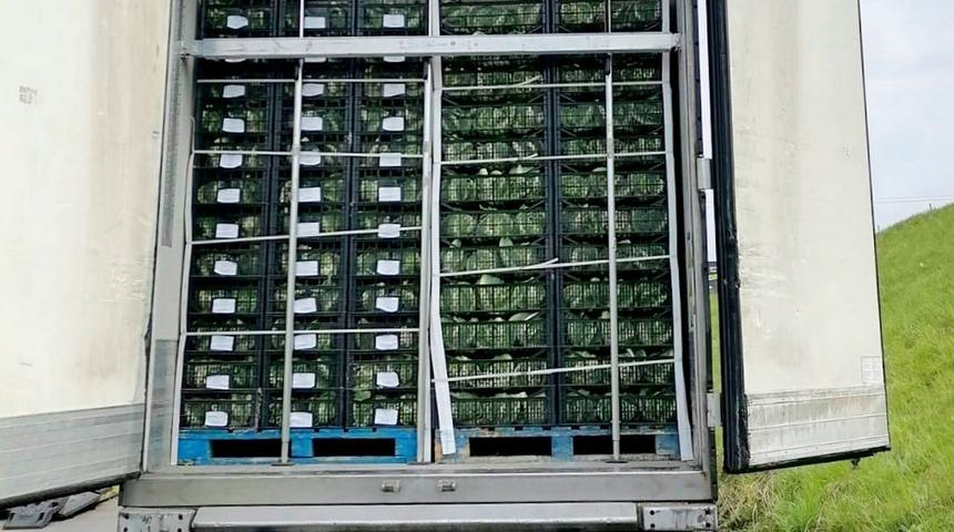 Karnabahar taşıyan TIR'da 1 milyon euroluk marihuana ele geçirildi