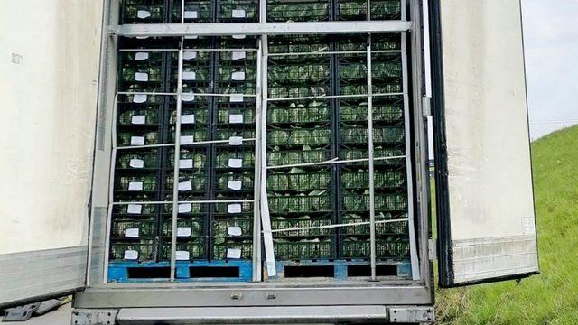 Karnabahar taşıyan TIR'da 1 milyon euroluk marihuana ele geçirildi