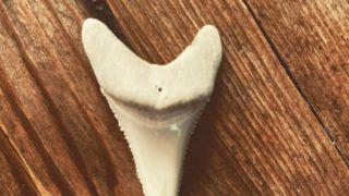 Sörfçüye, tahtasına saplanan dişi saklama izni verildi