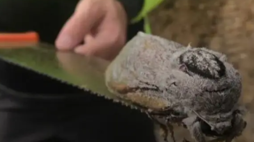 Ne olduğu önce anlaşılamadı! Dev böcek dehşete düşürdü