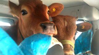 Koltukları sökmüş! Aracın arkasına bakan şaşkına döndü