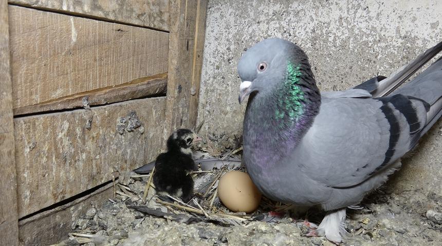 Güvercin, civciv çıkardı!