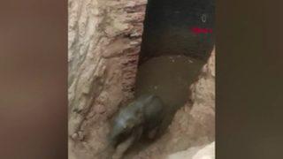Hindistan'da 10 metrelik kuyuya düşen fil böyle kurtarıldı
