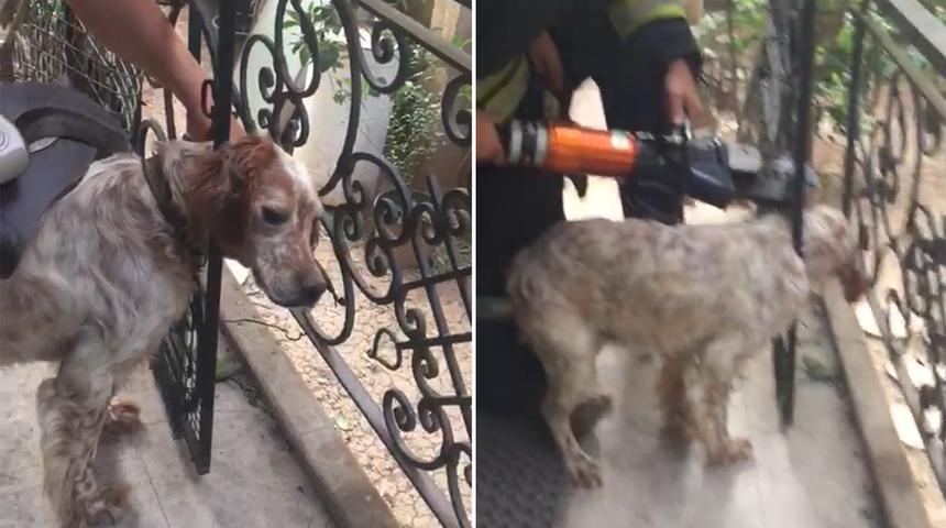 Başı demir korkuluklara sıkışan köpeği itfaiye kurtardı