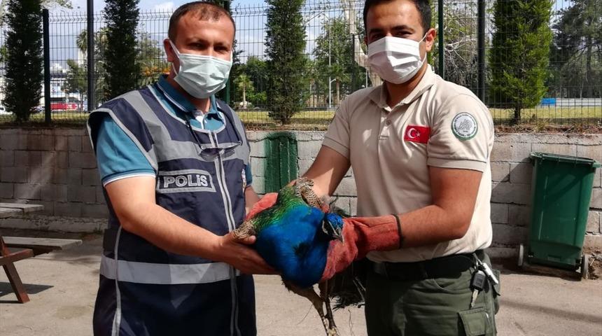 Osmaniye'de Orman İşletme Müdürlüğünden tavus kuşu çalan 2 şüpheli yakalandı