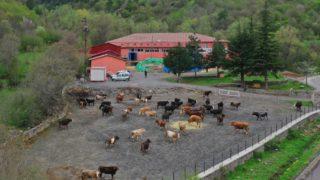 Bu otel sadece hayvanlara hizmet veriyor! İşte hayvan oteli