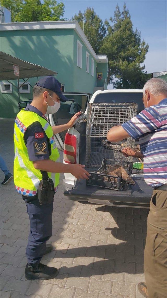 Hatay'da jandarmanın yaralı bulduğu şahin tedaviye alındı