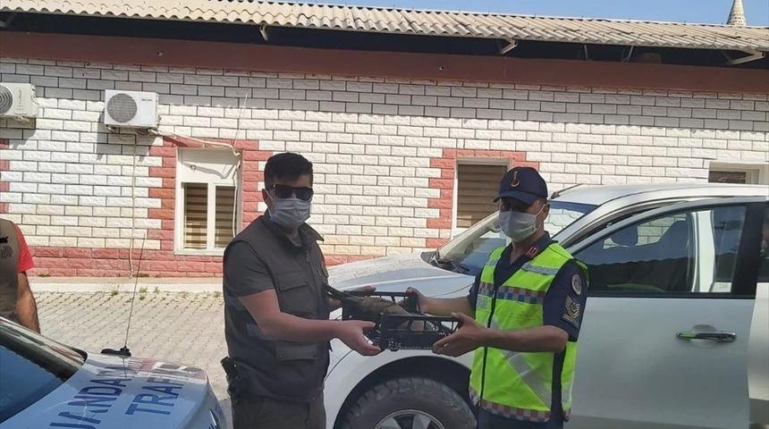 Hatay'da jandarmanın yaralı bulduğu şahin tedaviye alındı