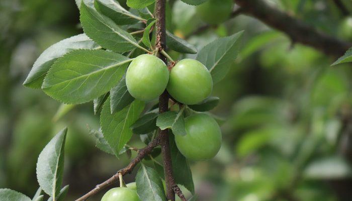 Lezzetiyle ünlü Eşme eriği tezgaha inmek için gün sayıyor