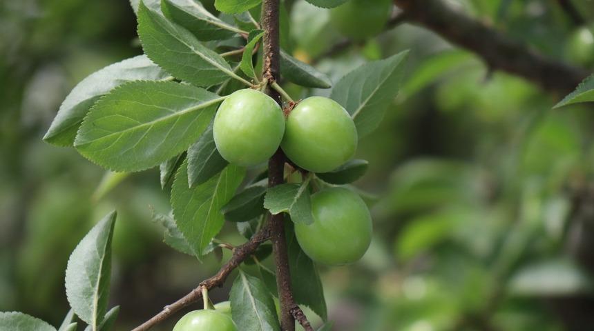 Lezzetiyle ünlü Eşme eriği tezgaha inmek için gün sayıyor