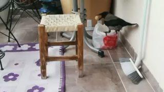 Karganın balkondaki yumurtayı alma anını görüntüledi