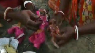 Hindistan'da 'yağışların artması için kurbağaları evlendiriyorlar