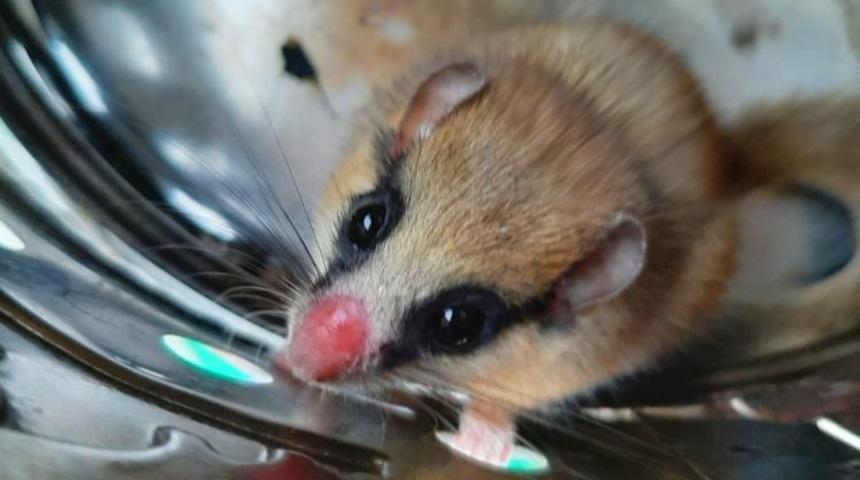 Nesli tehlike altında! Bingöl'de görüldü