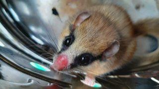 Nesli tehlike altında! Bingöl'de görüldü