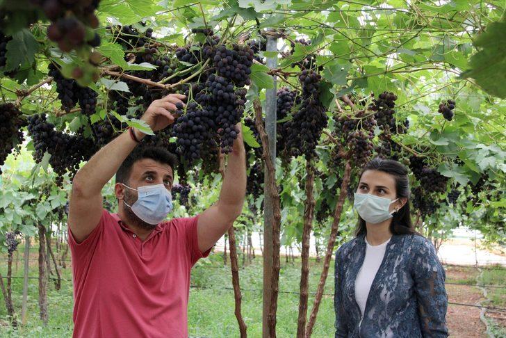 Mersin'de erkenci siyah üzüm, fiyatıyla üreticisini sevindirdi G2