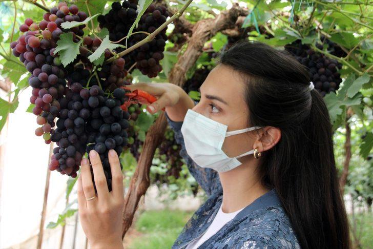 Mersin'de erkenci siyah üzüm, fiyatıyla üreticisini sevindirdi G3