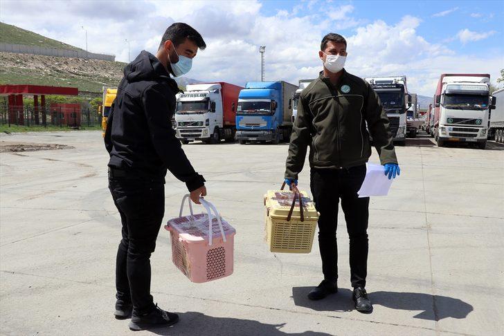 Gürbulak Gümrük Kapısı'nda 12 yavru maymun yakalandı G1