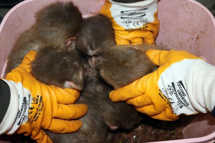 Gürbulak Gümrük Kapısı'nda 12 yavru maymun yakalandı G2