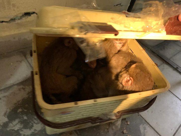 Gürbulak Gümrük Kapısı'nda 12 yavru maymun yakalandı G3