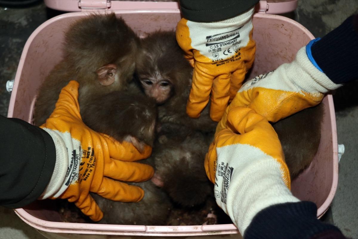 G&uuml;rbulak G&uuml;mr&uuml;k Kapısı'nda 12 yavru maymun yakalandı