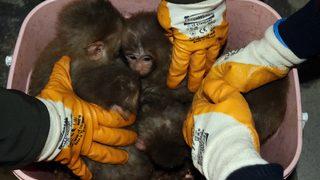 Gürbulak Gümrük Kapısı'nda 12 yavru maymun yakalandı