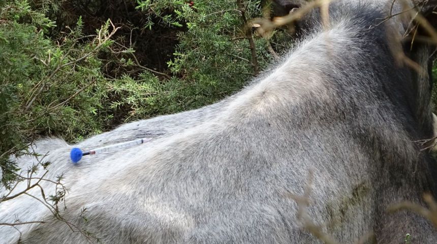 Film sahnelerini aratmadı! Dağda kurbanlık avına çıktılar