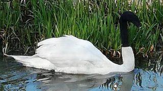 Vicdansızlığın böylesi: Başına çorap geçirdikleri kuğuyu göle bıraktılar!
