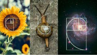 Altın oranın mucidi! Doğanın matematiğini çözümleyen bilim insanı: Leonardo Fibonacci