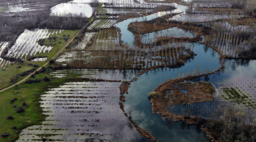 Dünyada ikinci, Türkiye’de ise tek parça halindeki en büyük longoz: Sakarya Acarlar Longozu