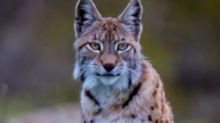 Görmek bile mucize! Vaşak, fotoğrafçıya adeta poz verdi