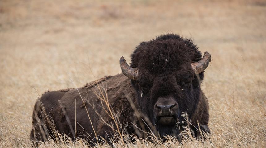 Bufalo avına katılmak için 45 bin kişi başvurdu!