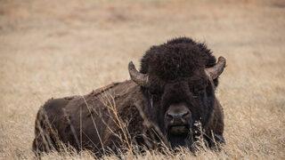 Bufalo avına katılmak için 45 bin kişi başvurdu!