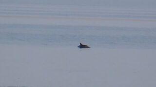 Yunuslar deniz salyasından kaçarken görüntülendi