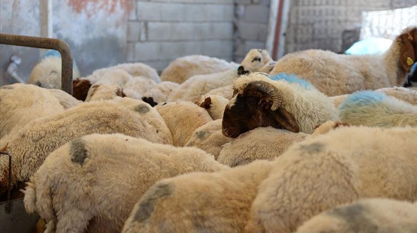 Koronavirüs hayvanlarda da tespit edilmişti! Uzman isimden dikkat çeken açıklama
