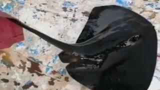 Soyu hızla azalan mor vatoz ağlara takıldı: Geç cinsel olgunluğa ulaştığı için...