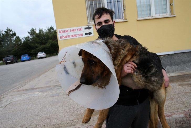 Sivas'ta ameliyat sonrası rahatsızlanan köpeği Vefa Sosyal Destek Grubu hastaneye götürdü G2