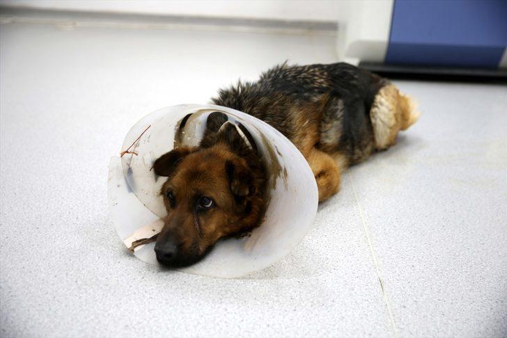 Sivas'ta ameliyat sonrası rahatsızlanan köpeği Vefa Sosyal Destek Grubu hastaneye götürdü G4